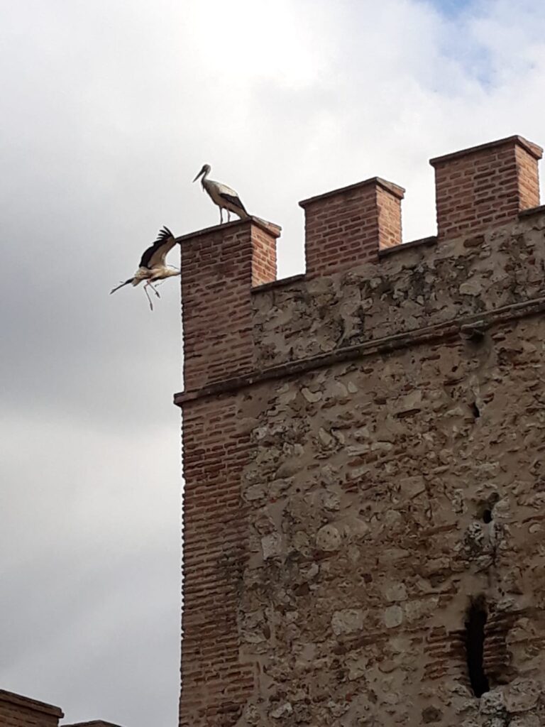 Cigüeñas en los tejados del centro histórico