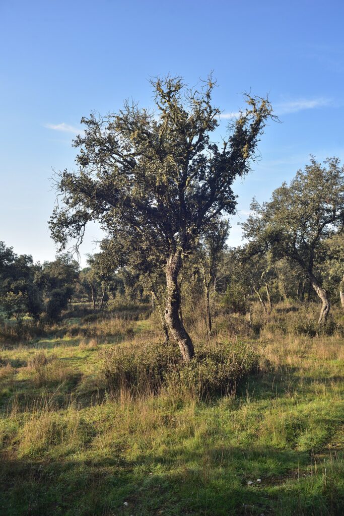 Pinares en el monte de Valdelatas