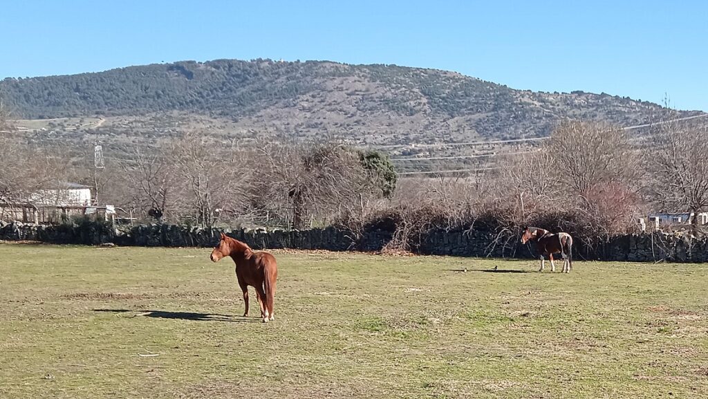 Caballos en los prados de Alpedrete