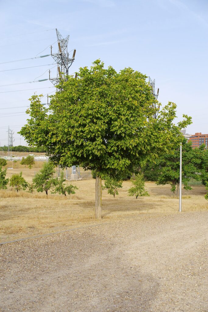 Vegetación en una zona verde de Butarque