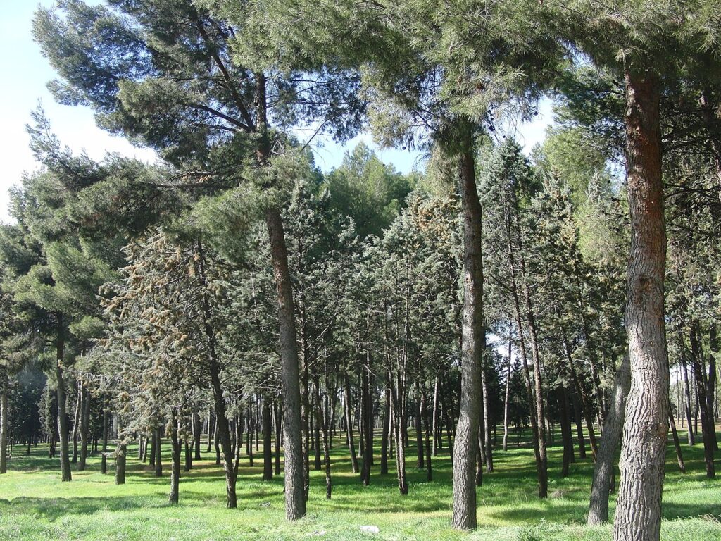 El Parque Forestal de Entrevías, uno de los parques públicos más grandes de Madrid
