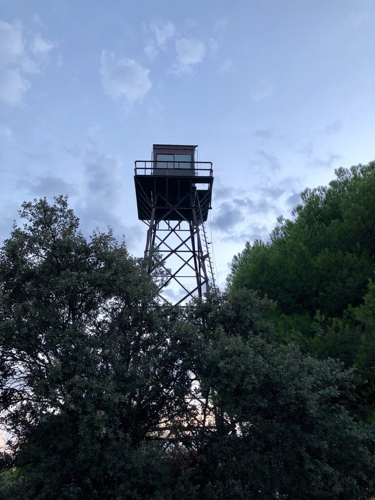 El Monte del Pilar, el gran bosque del entorno