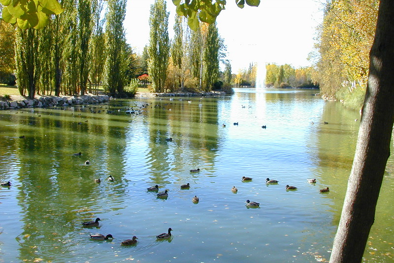 El lago del parque de El Soto