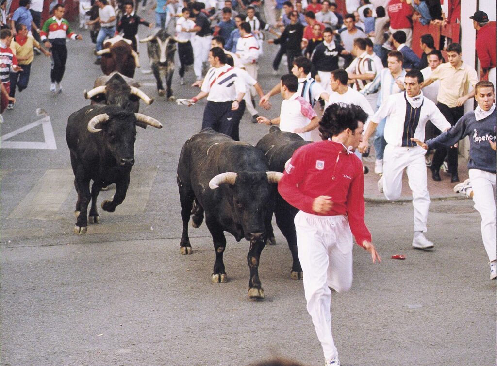 Toros en el encierro