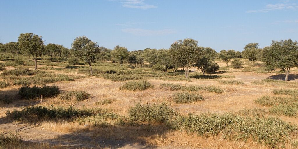 La Dehesa Boyal