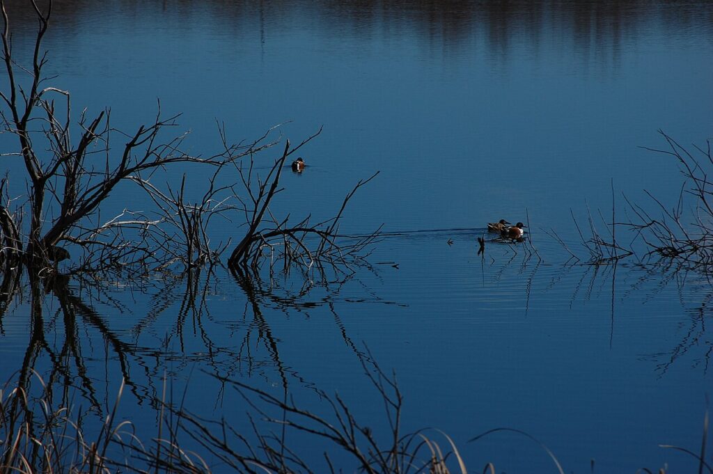 Un pato cuchara en las lagunas