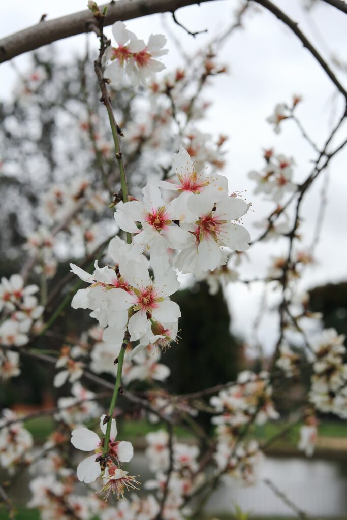 Almendros en flor en la Quinta de los Molinos
